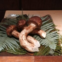 ブータン産生松茸お中元セット