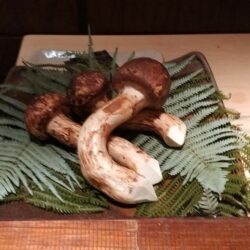 ブータン産生松茸