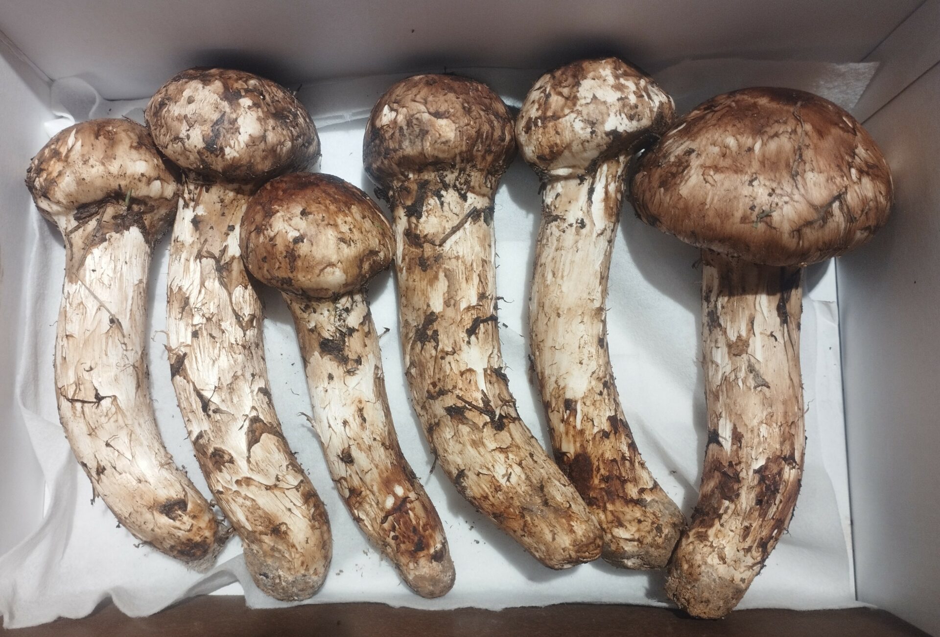 ブータン松茸スーパーセレクトセット 500g お中元セット