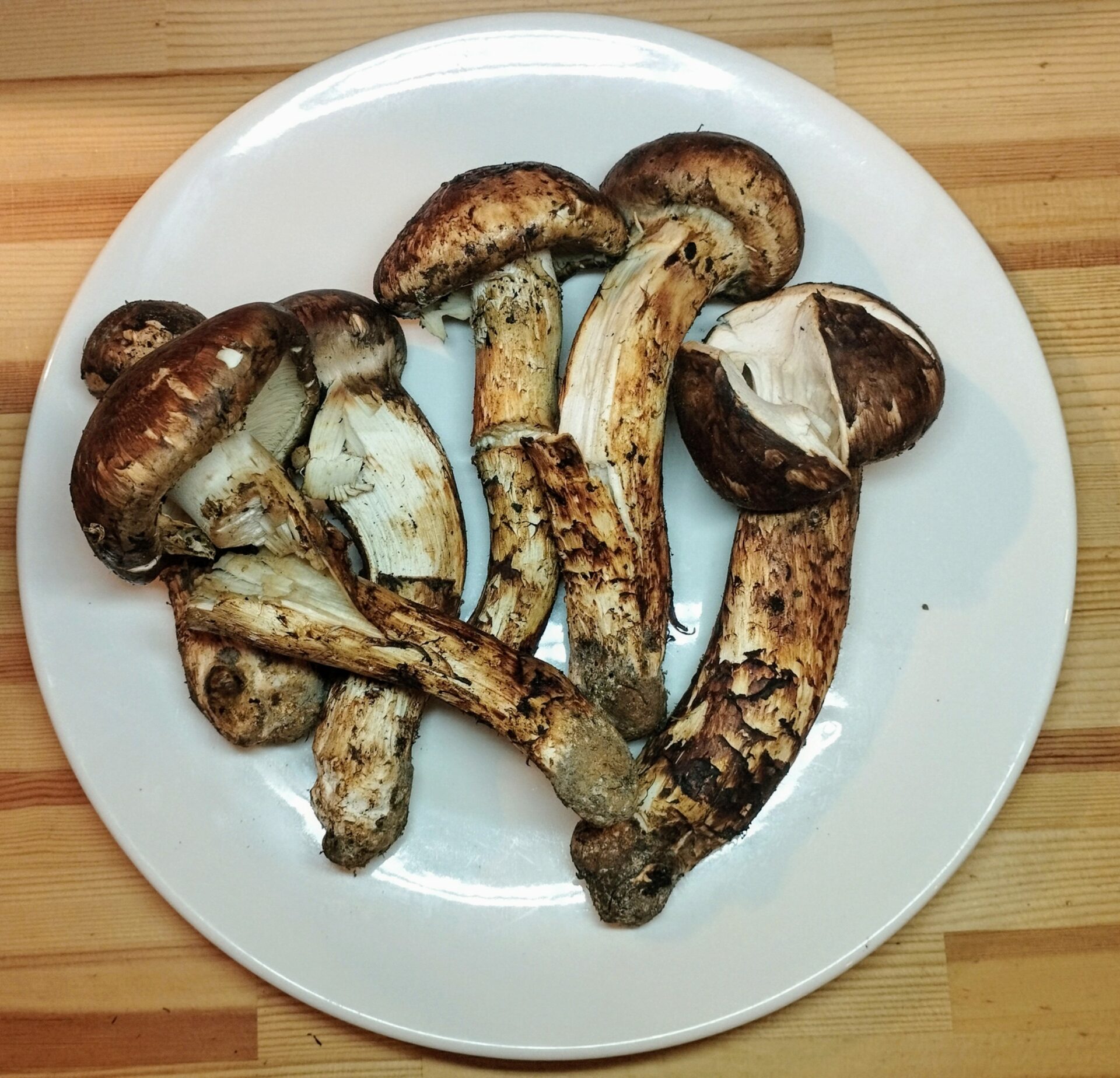 北海道 松茸 500g ①