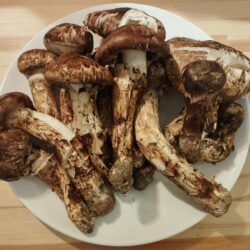ブータン生松茸訳ありセット 1kg