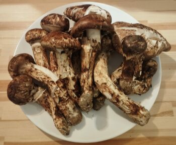 ブータン生松茸訳ありセット 1kg