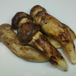 ブータン産松茸（冷凍）500ｇ