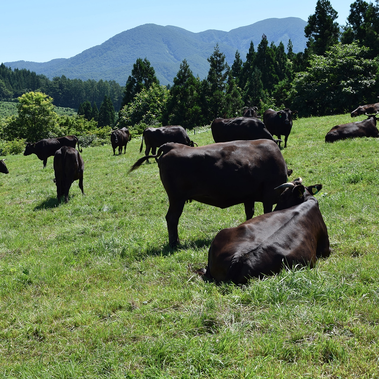 村山牛 保存写真 食べ比べ5
