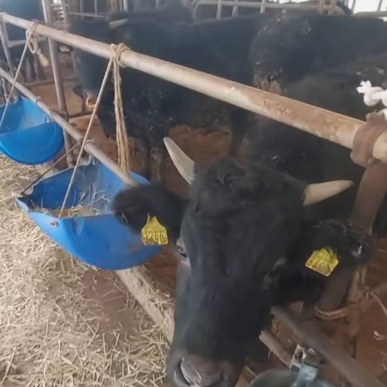 村山牛 保存写真 食べ比べ10