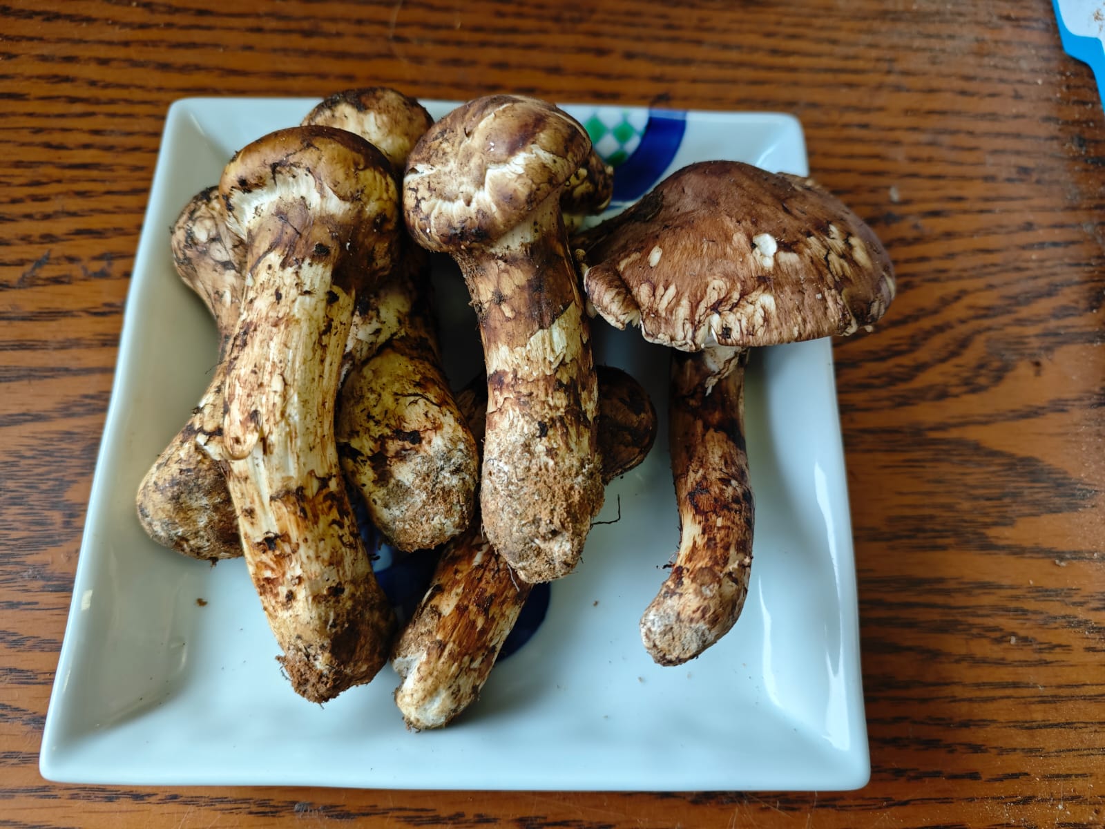 初回注文者限定 セット 生松茸200ｇ